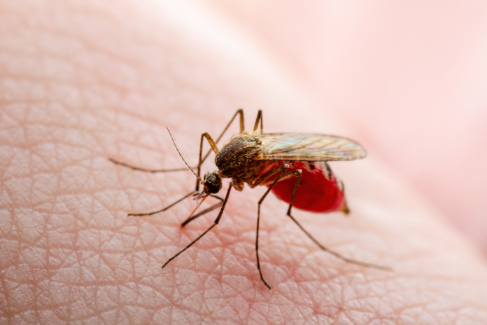 mosquito_malaria